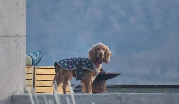 La Calma Ecolodge, un alojamiento pet friendly en Potrerillos, Mendoza.